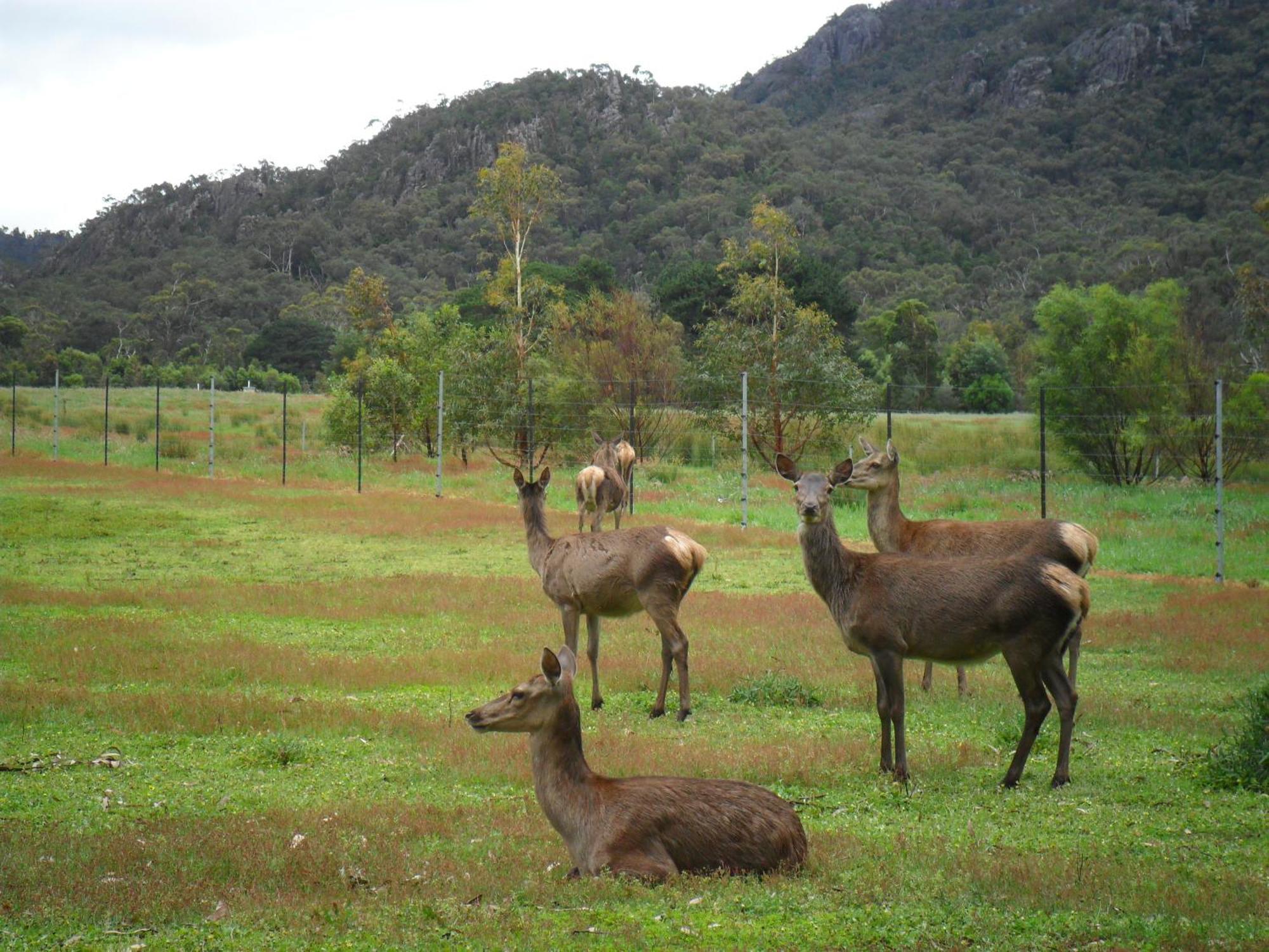Grampians Chalets Halls Gap Eksteriør billede