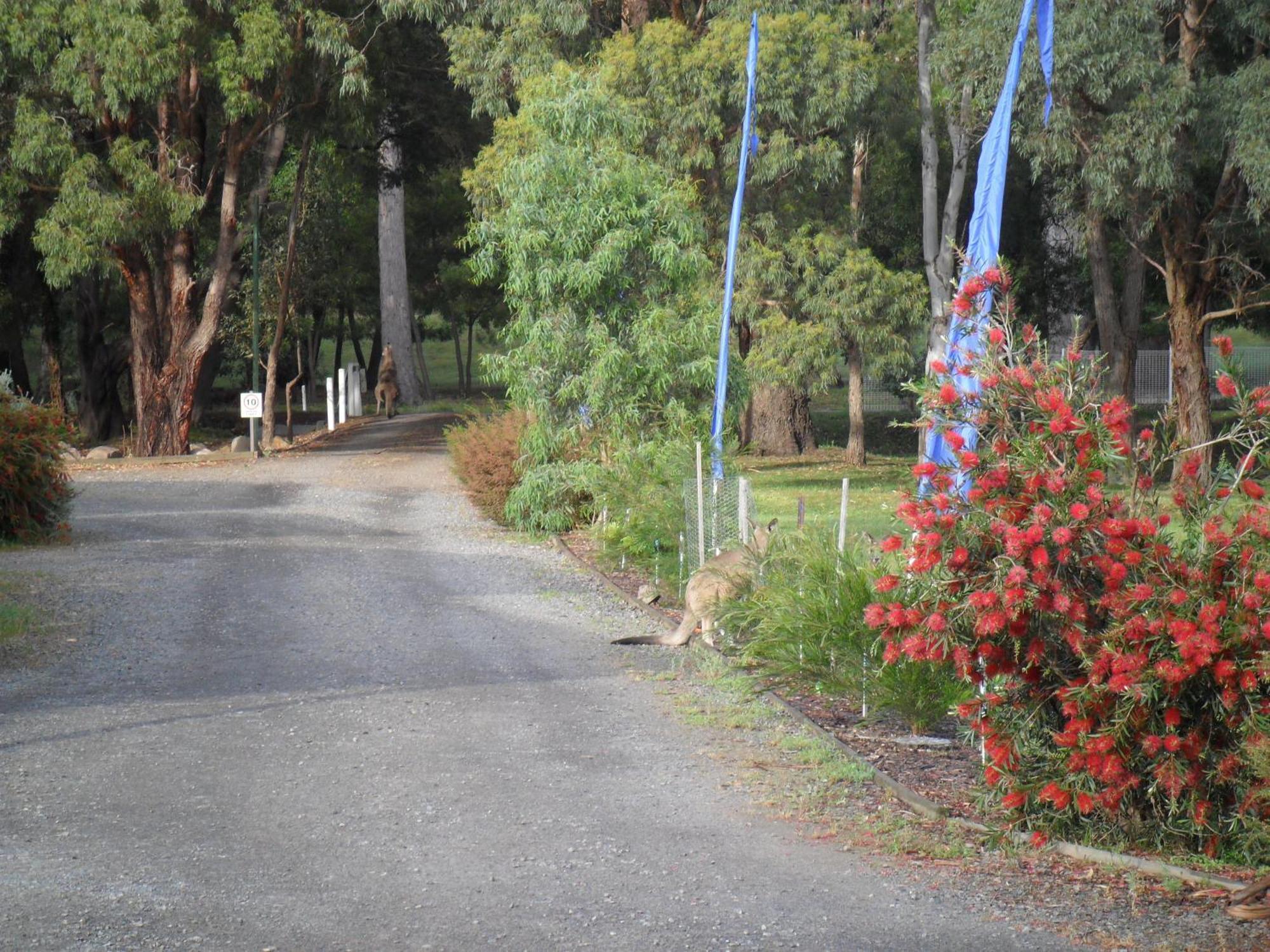 Grampians Chalets Halls Gap Eksteriør billede